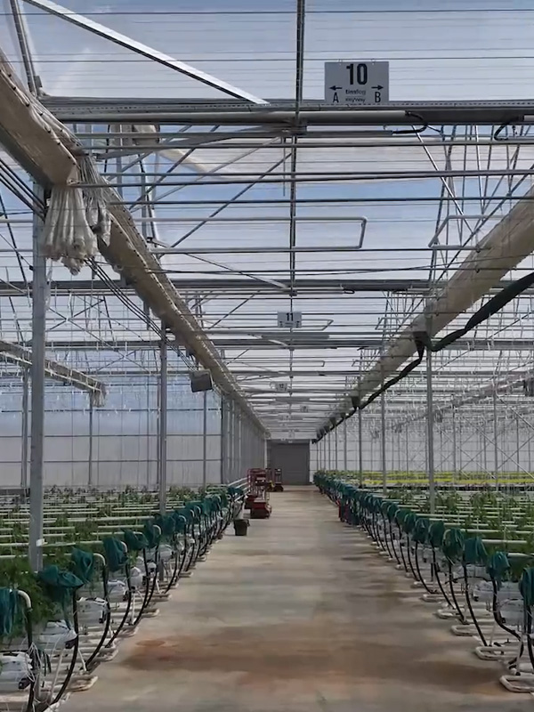 Turnkey Gothic Greenhouse Project – Kırşehir / Türkiye