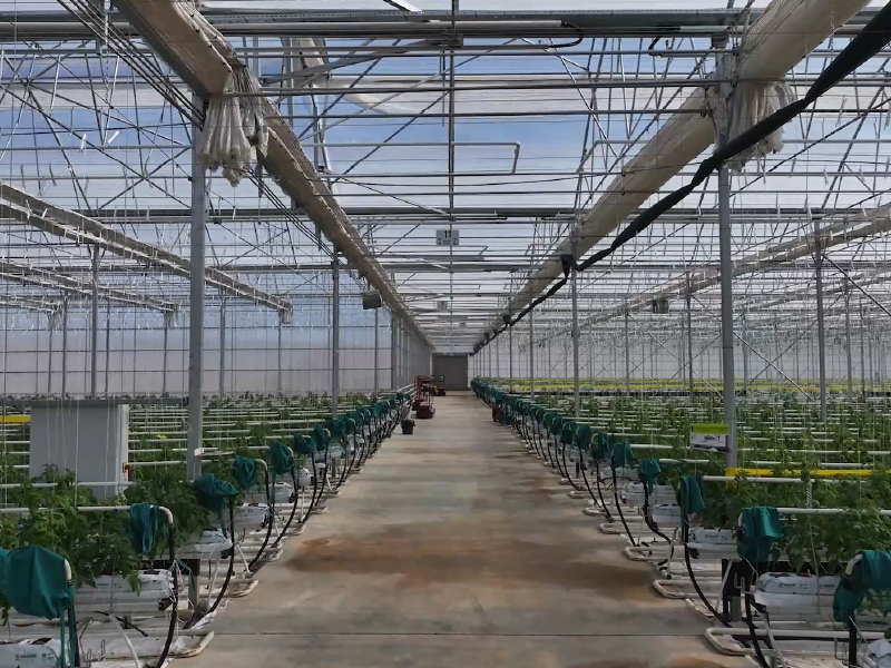 Turnkey Gothic Greenhouse Project – Kırşehir / Türkiye