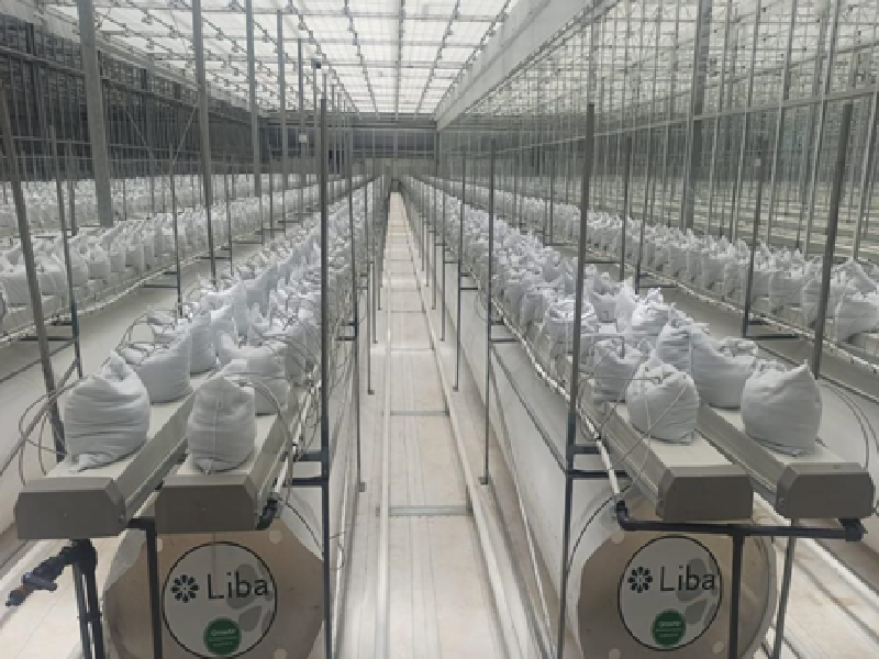 Turnkey Medical Cannabis – Israel