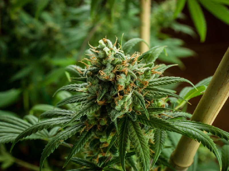 M.Cohen – Cannabis Greenhouse Climate Systems