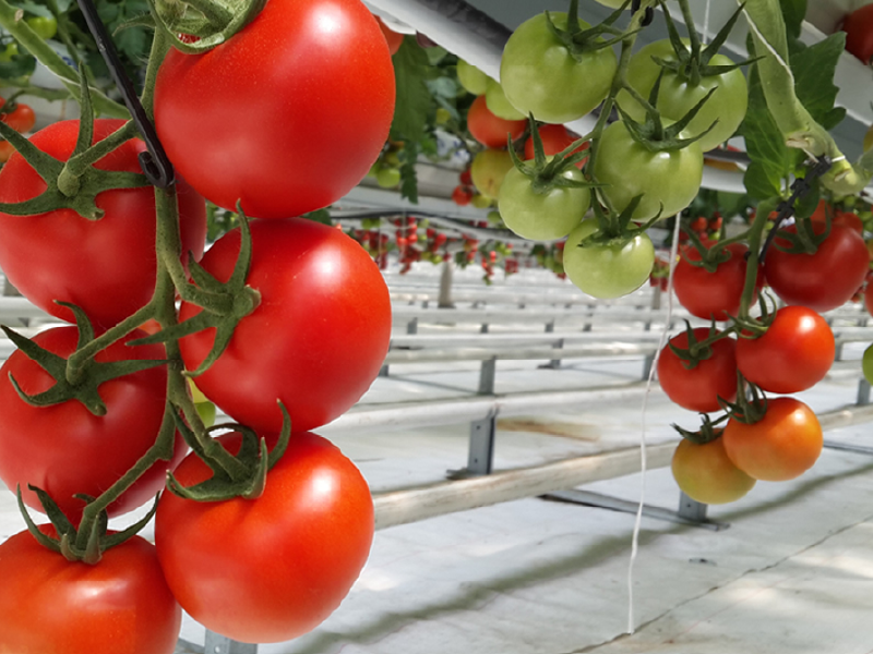 Netafim – Greenhouse Climate Systems