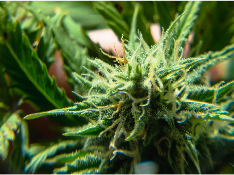 Turnkey Cannabis Commissioning Services