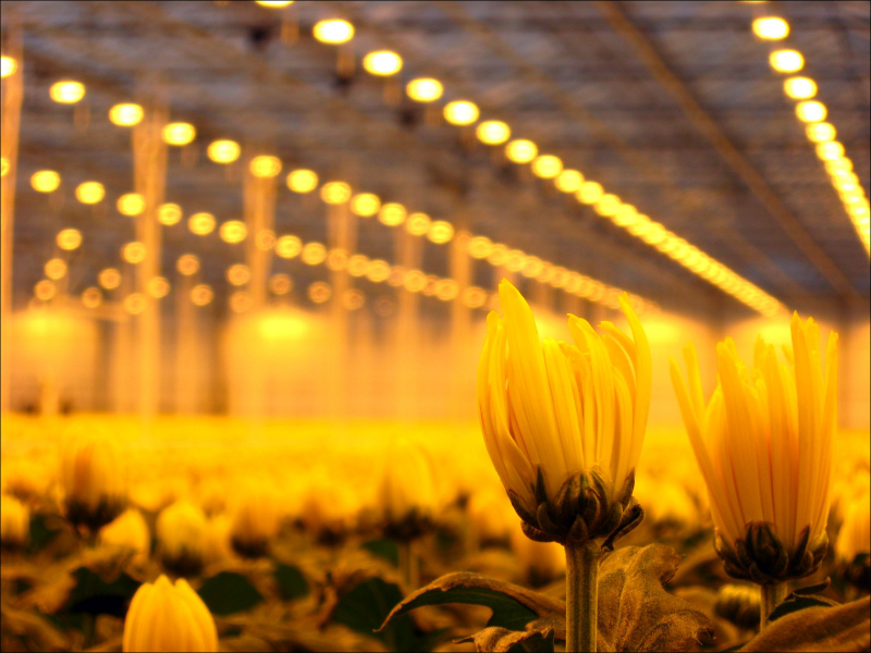 Greenhouse Lighting Systems