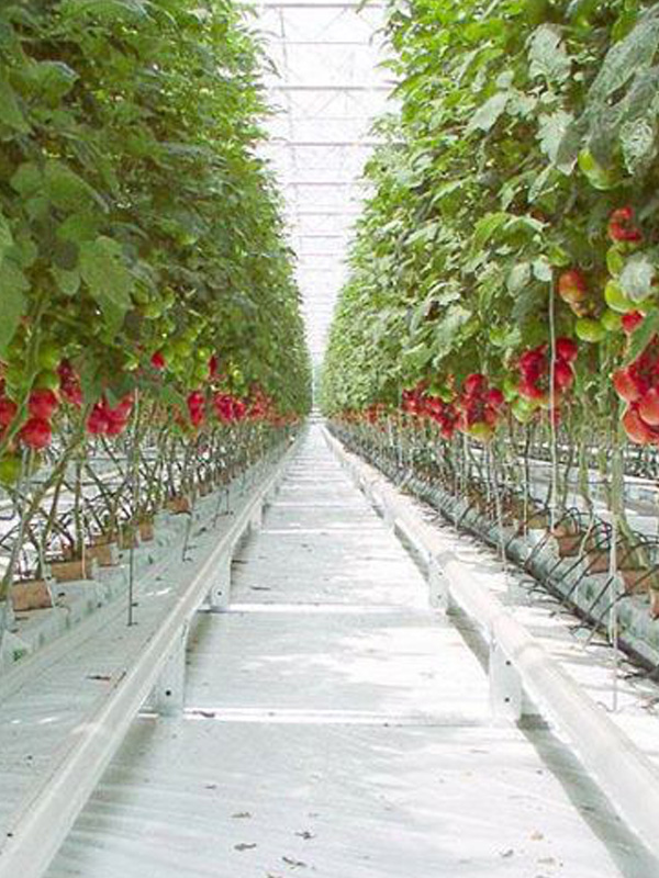 M.Cohen Metal Ltd. – Greenhouse Climate Systems