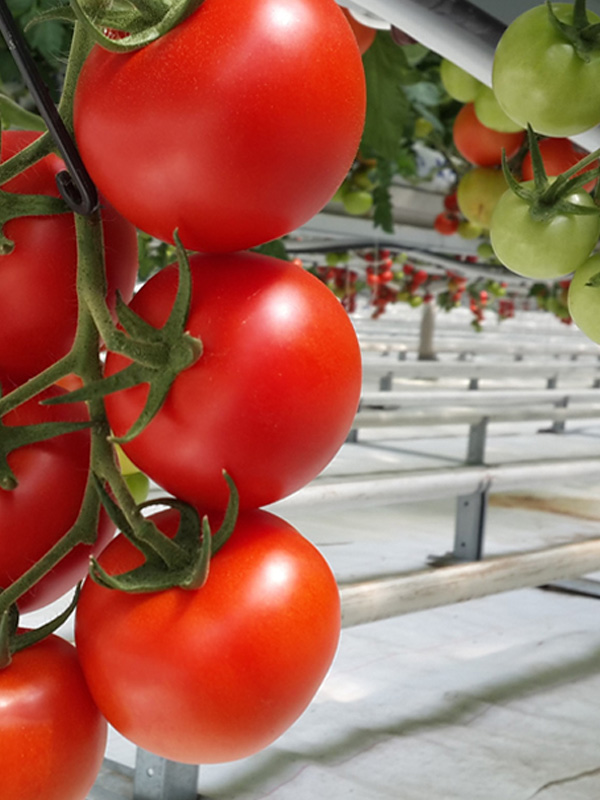 Netafim – Greenhouse Climate Systems